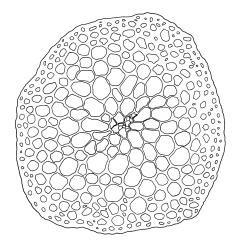 Scleropodium touretii, stem cross-section. Drawn from Tasmanian material, R.D. Seppelt 27568, HO 551006 by R.D. Seppelt.
 Image: R.D. Seppelt © R.D. Seppelt All rights reserved